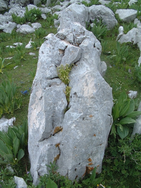 Sedum magellense / Borracina della Majella